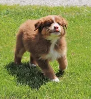 M5, a male Australian Shepherd for sale in Springfield, IL – Photo 1 of 5