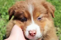 M5, a male Australian Shepherd for sale in Springfield, IL – Photo 2 of 5
