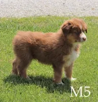 M5, a male Australian Shepherd for sale in Springfield, IL – Photo 3 of 5