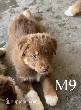 M9 – Australian Shepherd puppy for sale in Springfield, IL