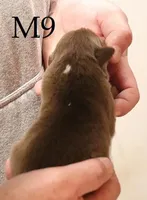 M9, a male Australian Shepherd for sale in Springfield, IL – Photo 2 of 4