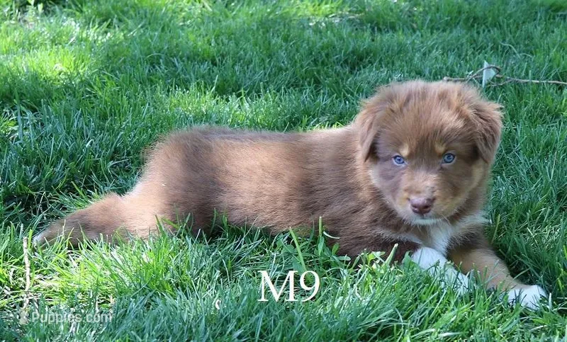 M9 – Australian Shepherd puppy for sale in Springfield, IL