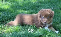 M9, a male Australian Shepherd for sale in Springfield, IL – Photo 1 of 4