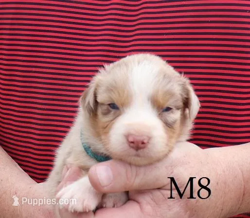 M8 – Australian Shepherd puppy for sale in Springfield, IL