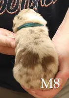 M8, a male Australian Shepherd for sale in Springfield, IL – Photo 2 of 4