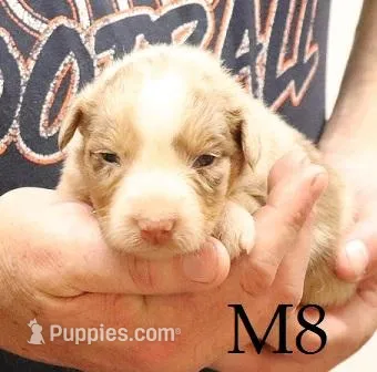 M8 – Australian Shepherd puppy for sale in Springfield, IL
