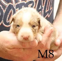 M8, a male Australian Shepherd for sale in Springfield, IL – Photo 1 of 4