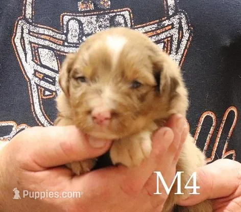 M4 – Australian Shepherd puppy on hold in Springfield, IL