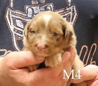 M4, a male Australian Shepherd for sale in Springfield, IL – Photo 1 of 4