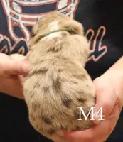 M4, a male Australian Shepherd for sale in Springfield, IL – Photo 2 of 4