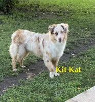 M4, a male Australian Shepherd for sale in Springfield, IL – Photo 3 of 4