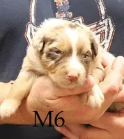 M6, a male Australian Shepherd for sale in Springfield, IL – Photo 1 of 4