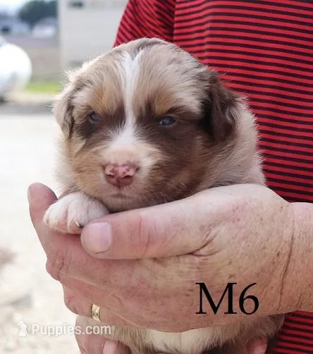 M6 – Australian Shepherd puppy for sale in Springfield, IL