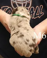 M6, a male Australian Shepherd for sale in Springfield, IL – Photo 2 of 4