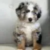 Romeo, a male Bernedoodle for sale in Cleburne, TX – 2 of 4