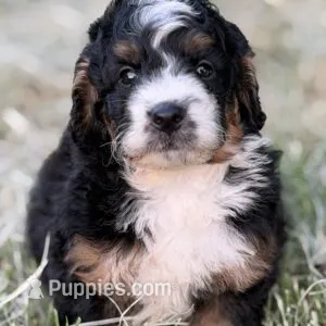 Waffles – Bernedoodle puppy for sale in Cleburne, TX