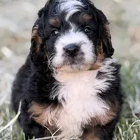 Waffles, a male Bernedoodle for sale in Cleburne, TX – 1 of 6