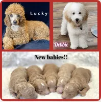 Biscuit, a male Goldendoodle for sale in Cleburne, TX – 4 of 6