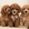 Biscuit, a male Goldendoodle for sale in Cleburne, TX – 4 of 5
