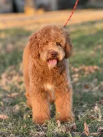Theadore, a male Miniature Goldendoodle for sale in Cleburne, TX – 3 of 6