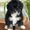 Lana, a female Bernedoodle for sale in Cleburne, TX – 2 of 5