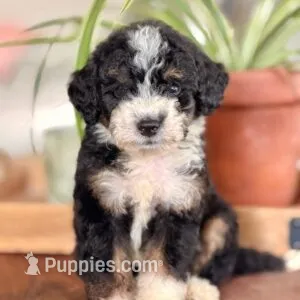 Jack – Bernedoodle puppy for sale in Cleburne, TX