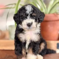 Jack, a male Bernedoodle for sale in Cleburne, TX – 1 of 3