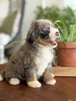 Audrey, a female Bernedoodle for sale in Cleburne, TX – 3 of 6