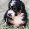 Waffles, a male Bernedoodle for sale in Cleburne, TX – 2 of 6