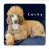 Abigail, a female Goldendoodle for sale in Cleburne, TX – 6 of 6