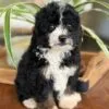 Indie, a female Bernedoodle for sale in Cleburne, TX – 2 of 4