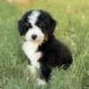 Charlie, a male Bernedoodle for sale in Cleburne, TX – 5 of 7
