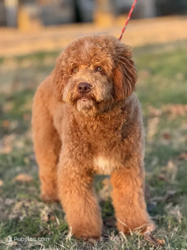 Theadore – Miniature Goldendoodle puppy for sale in Cleburne, TX