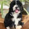 Indie, a female Bernedoodle for sale in Cleburne, TX – 3 of 4