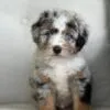 Romeo, a male Bernedoodle for sale in Cleburne, TX – 3 of 4