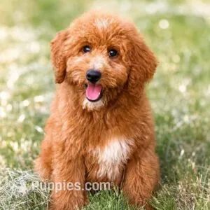 Coco – Goldendoodle puppy for sale in Cleburne, TX