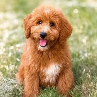 Coco, a female Goldendoodle for sale in Cleburne, TX – 1 of 5