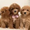 Biscuit, a male Goldendoodle for sale in Cleburne, TX – 3 of 5