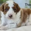 Theo, a male Goldendoodle for sale in Cleburne, TX – 2 of 4