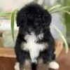 Lana, a female Bernedoodle for sale in Cleburne, TX – 3 of 5