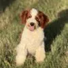 Theo, a male Goldendoodle for sale in Cleburne, TX – 1 of 4