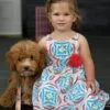 Abigail, a female Goldendoodle for sale in Cleburne, TX – 2 of 6