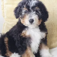 Annie, a female Miniature Bernedoodle for sale in Cleburne, TX – Photo 6 of 8