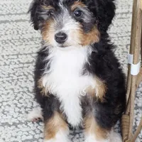 Annie, a female Miniature Bernedoodle for sale in Cleburne, TX – Photo 7 of 8