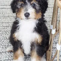 Annie, a female Miniature Bernedoodle for sale in Cleburne, TX – Photo 5 of 8