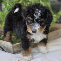 Annie, a female Miniature Bernedoodle for sale in Cleburne, TX – Photo 2 of 8