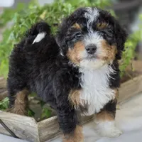 Annie, a female Miniature Bernedoodle for sale in Cleburne, TX – Photo 4 of 8