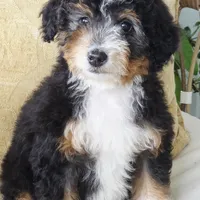 Annie, a female Miniature Bernedoodle for sale in Cleburne, TX – Photo 8 of 8
