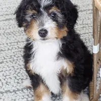 Annie, a female Miniature Bernedoodle for sale in Cleburne, TX – Photo 1 of 8