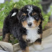 Annie, a female Miniature Bernedoodle for sale in Cleburne, TX – Photo 3 of 8